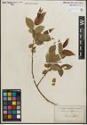 Foto von Salix pentandra L.
